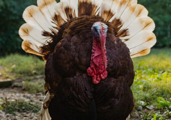 Turkey Image I should have updated my Estate Plan.